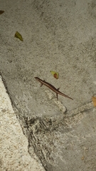Subdoluseps bowringii