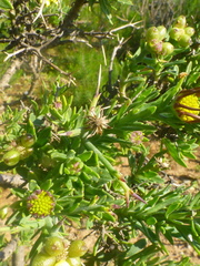 Osteospermum spinosum