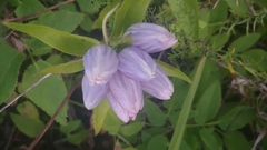 Gentiana × pallidocyanea