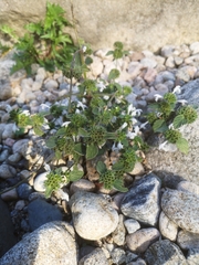 Galeopsis segetum