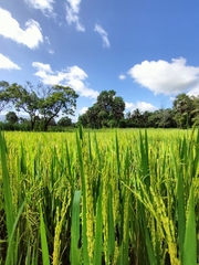 Oryza sativa