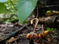 Ophiocordyceps sphecocephala