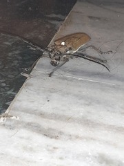 Batocera rufomaculata