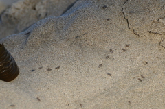 Fucellia