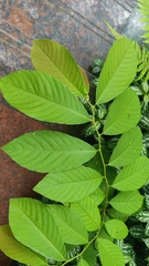 Bridelia tomentosa