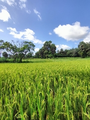 Oryza sativa
