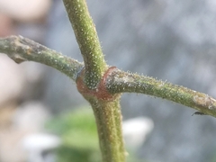 Galeopsis segetum