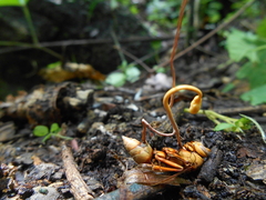 Ophiocordyceps sphecocephala