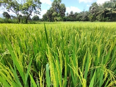 Oryza sativa
