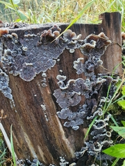 Auricularia mesenterica