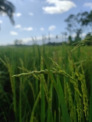 Oryza sativa
