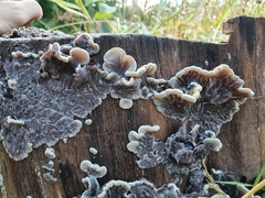 Auricularia mesenterica