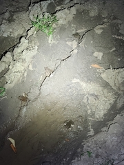 Lithobates blairi
