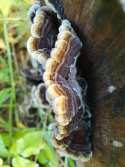 Auricularia mesenterica