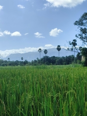 Oryza sativa
