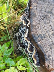 Auricularia mesenterica
