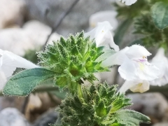 Galeopsis segetum