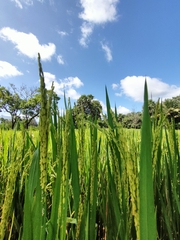 Oryza sativa