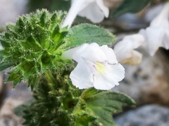 Galeopsis segetum