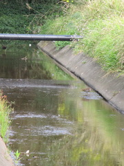 Gallirallus philippensis