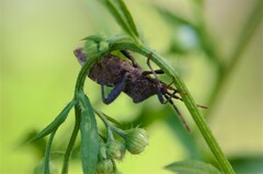 Piezogaster calcarator