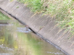 Gallirallus philippensis