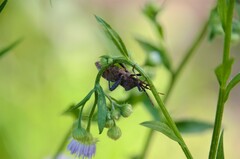 Piezogaster calcarator