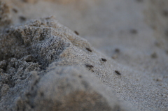 Fucellia