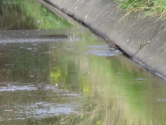 Gallirallus philippensis