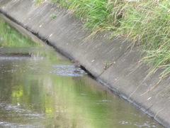 Gallirallus philippensis