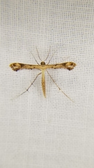 Platyptilia carduidactylus