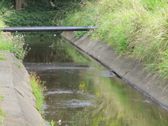 Gallirallus philippensis