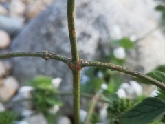 Galeopsis segetum