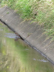 Gallirallus philippensis