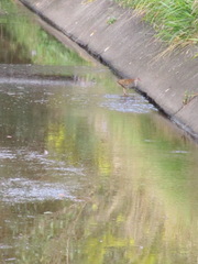 Gallirallus philippensis