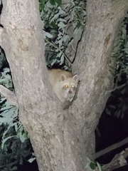 Procyon lotor