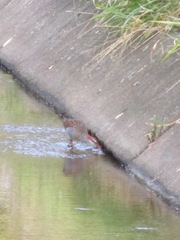 Gallirallus philippensis