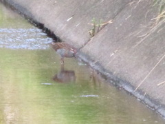 Gallirallus philippensis