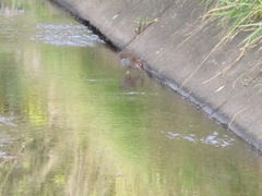 Gallirallus philippensis