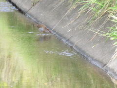 Gallirallus philippensis