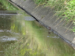 Gallirallus philippensis