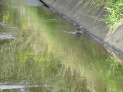 Gallirallus philippensis