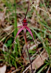 Caladenia clavescens