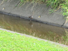 Gallirallus philippensis