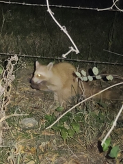 Procyon lotor