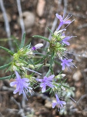 Ipomopsis multiflora