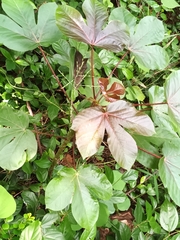 Liquidambar formosana