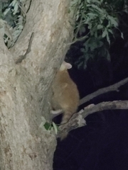 Procyon lotor