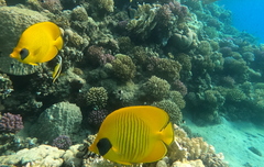 Chaetodon semilarvatus