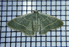 Chlorochlamys appellaria